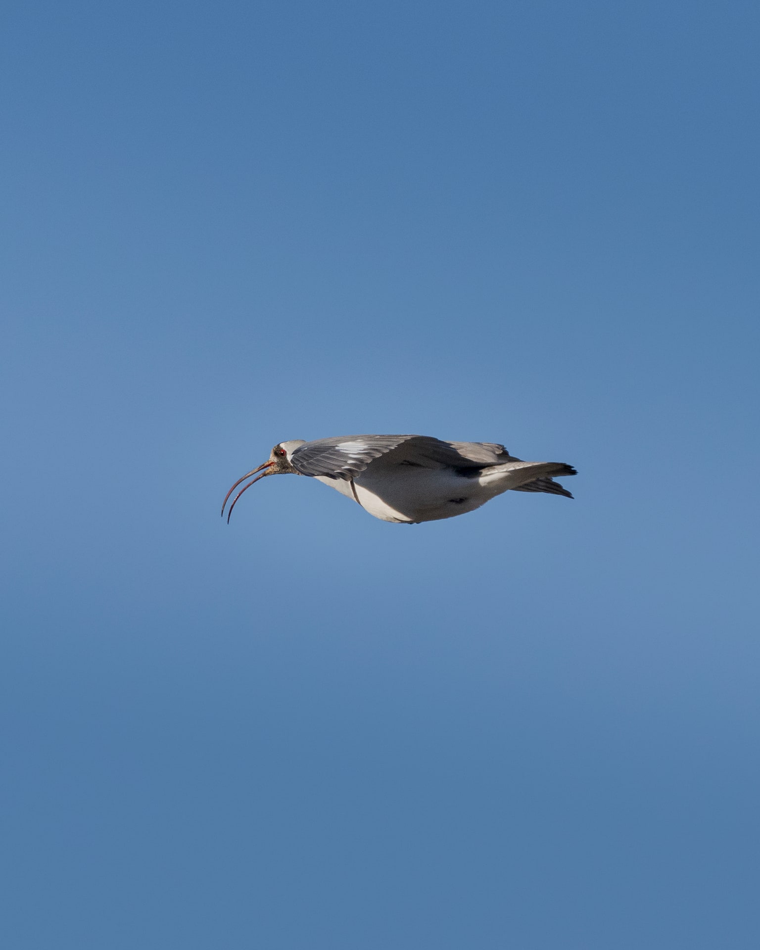 Wildlife in Ladakh